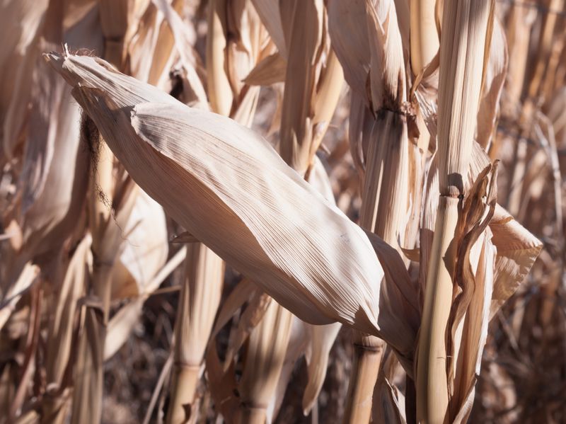 Cornstalks