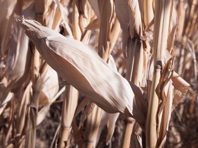 Cornstalks