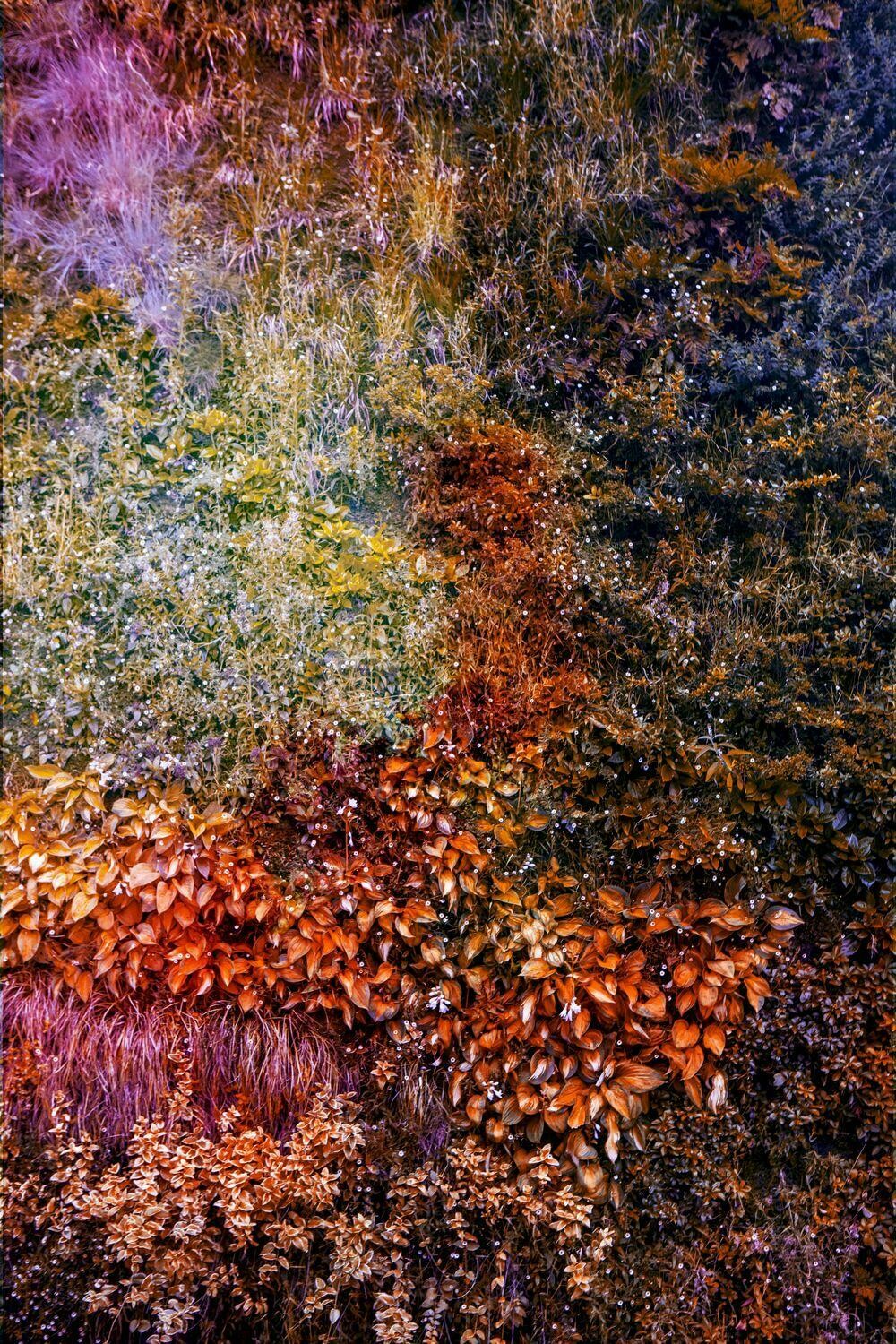 Wall Of Nature Iv Art Photography For Sale Online