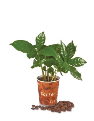 Mini Kaffee-Pflanze