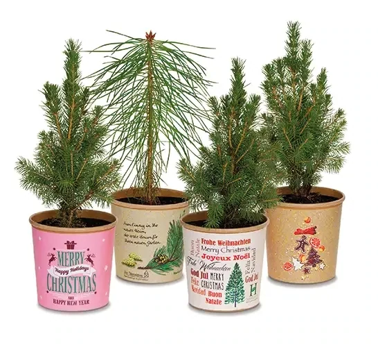 Weihnachtsbaum