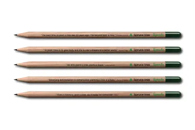 Sprout Bleistift Fichte (1 Stück)