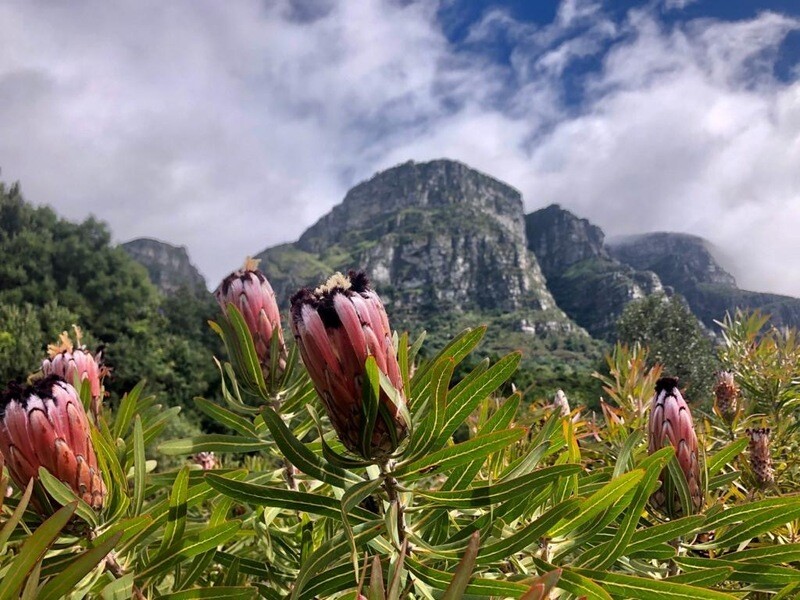 4-Day Cape Camino: Hoerikwaggo Way