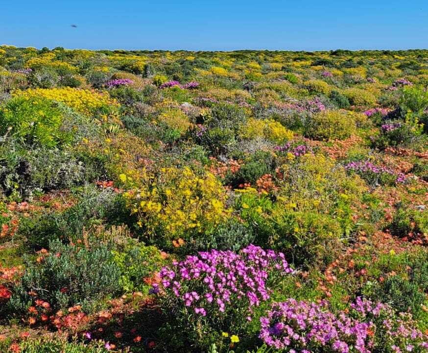 5-Day Cape Camino: Sandveld &amp; Wildflower