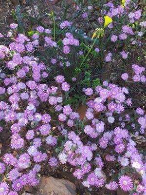 Wildflowers