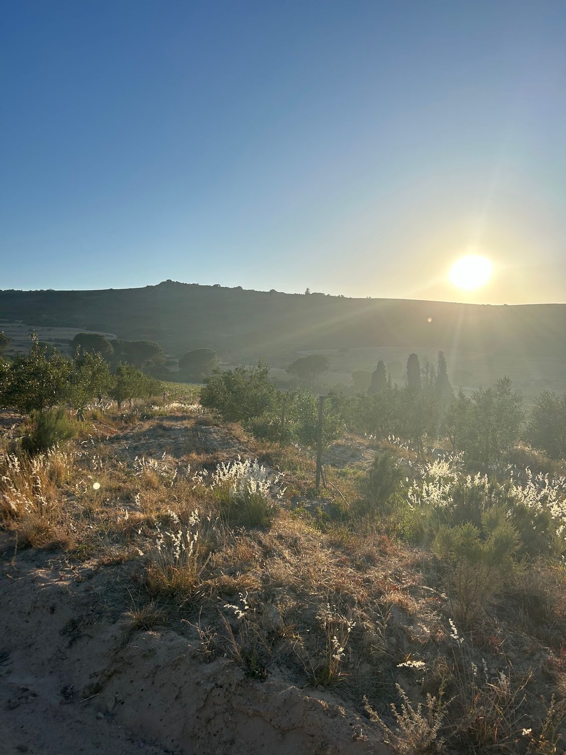 5-Day Cape Camino: Wine &amp; Farm (5-10 Oct 2025)
