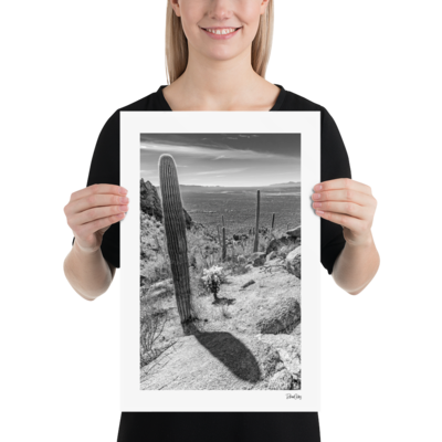 Fine Art Print: "Saguaro Shadows"