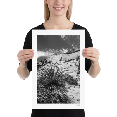 Fine Art Print: "Morning Yucca"