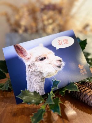 Gutschein Alpakaspaziergang Erwachsene