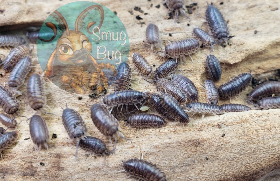 Cylisticus convexus &quot;Curly isopod&quot;