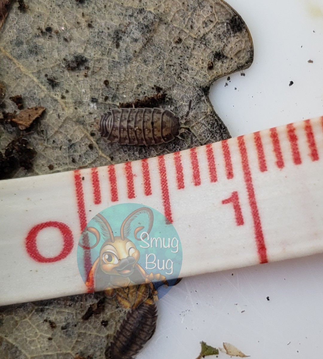 Nagurus cristatus &quot;Dwarf grey isopod&quot;