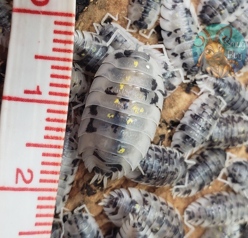 Oniscus asellus &quot;Mardi Gras dalmatian&quot;