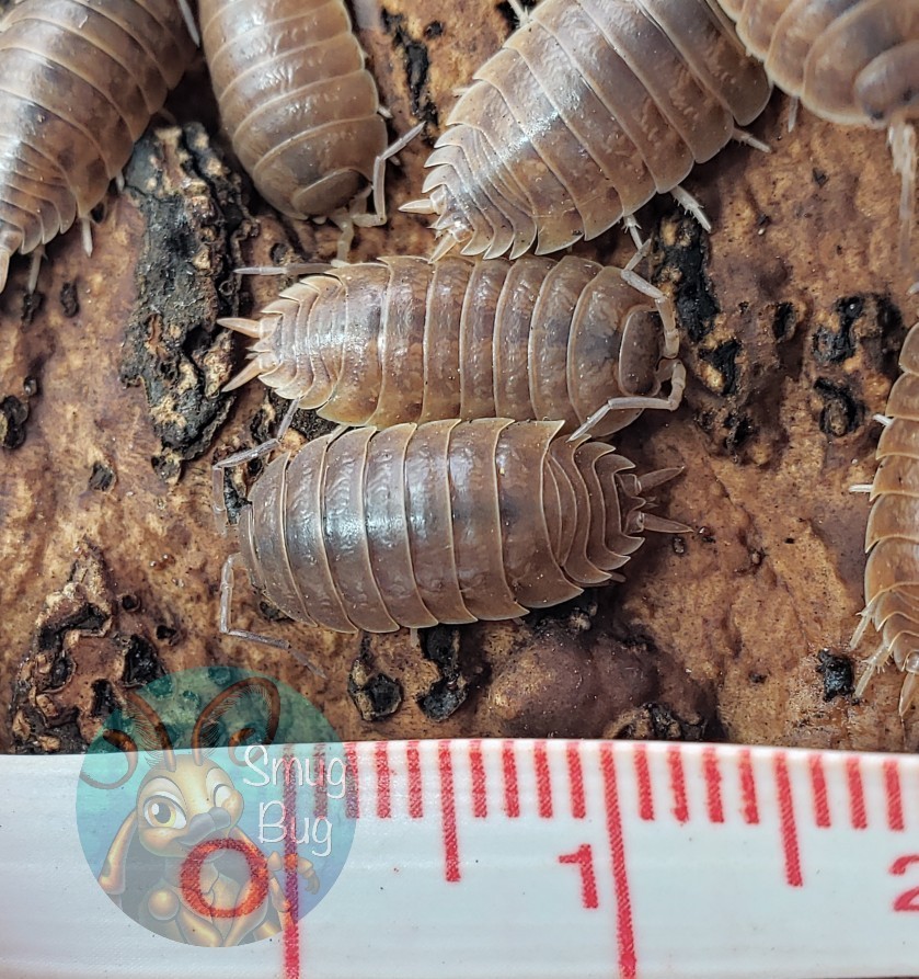 Porcellio laevis &quot;caramel&quot;