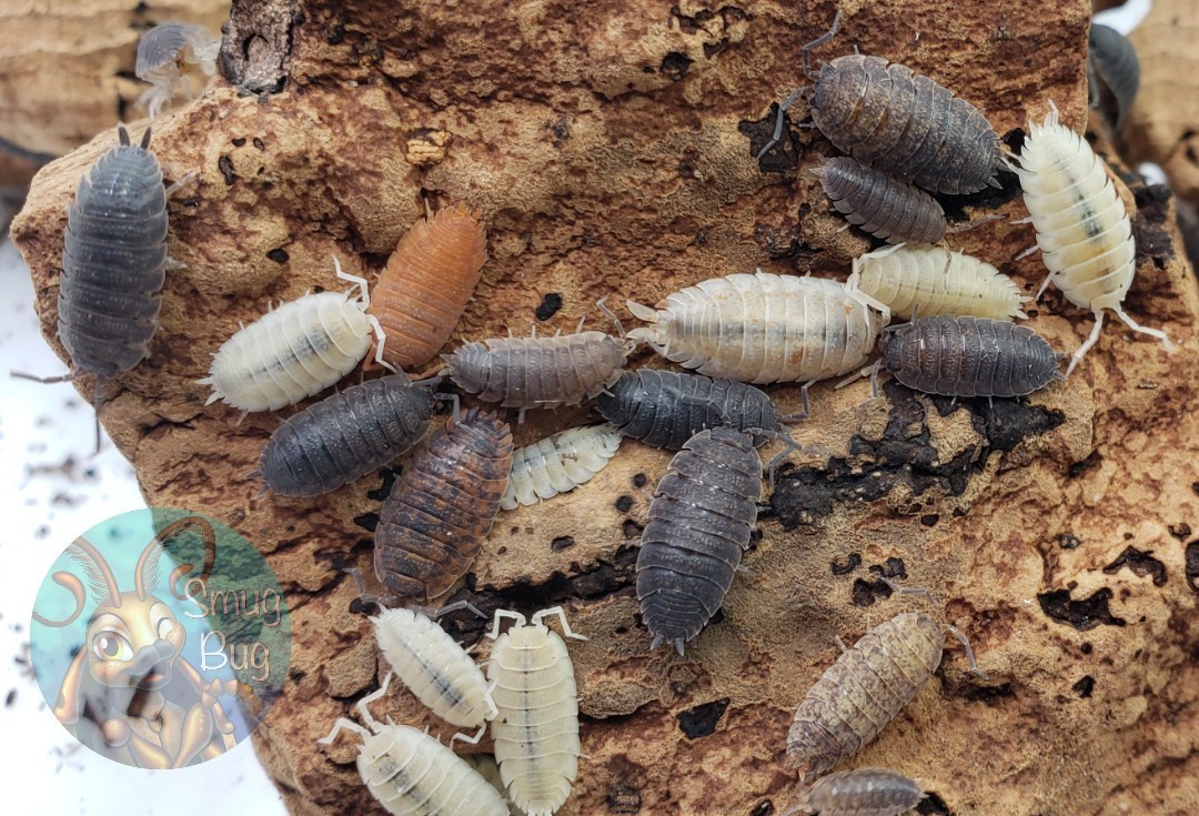 Porcellio scaber "lottery ticket"