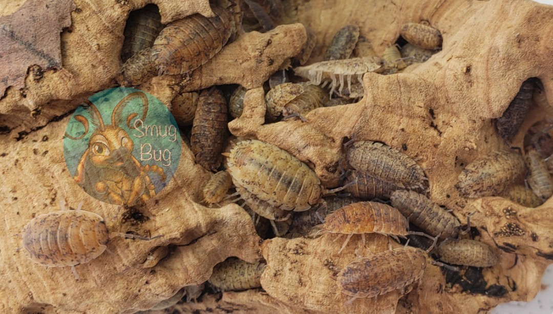 Porcellio scaber &quot;Orin&#39;s calico&quot;