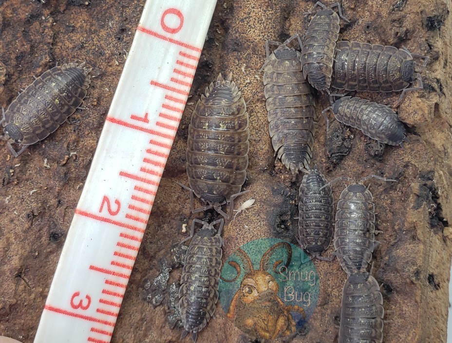 Porcellio spinicornis "Brickwork isopod"