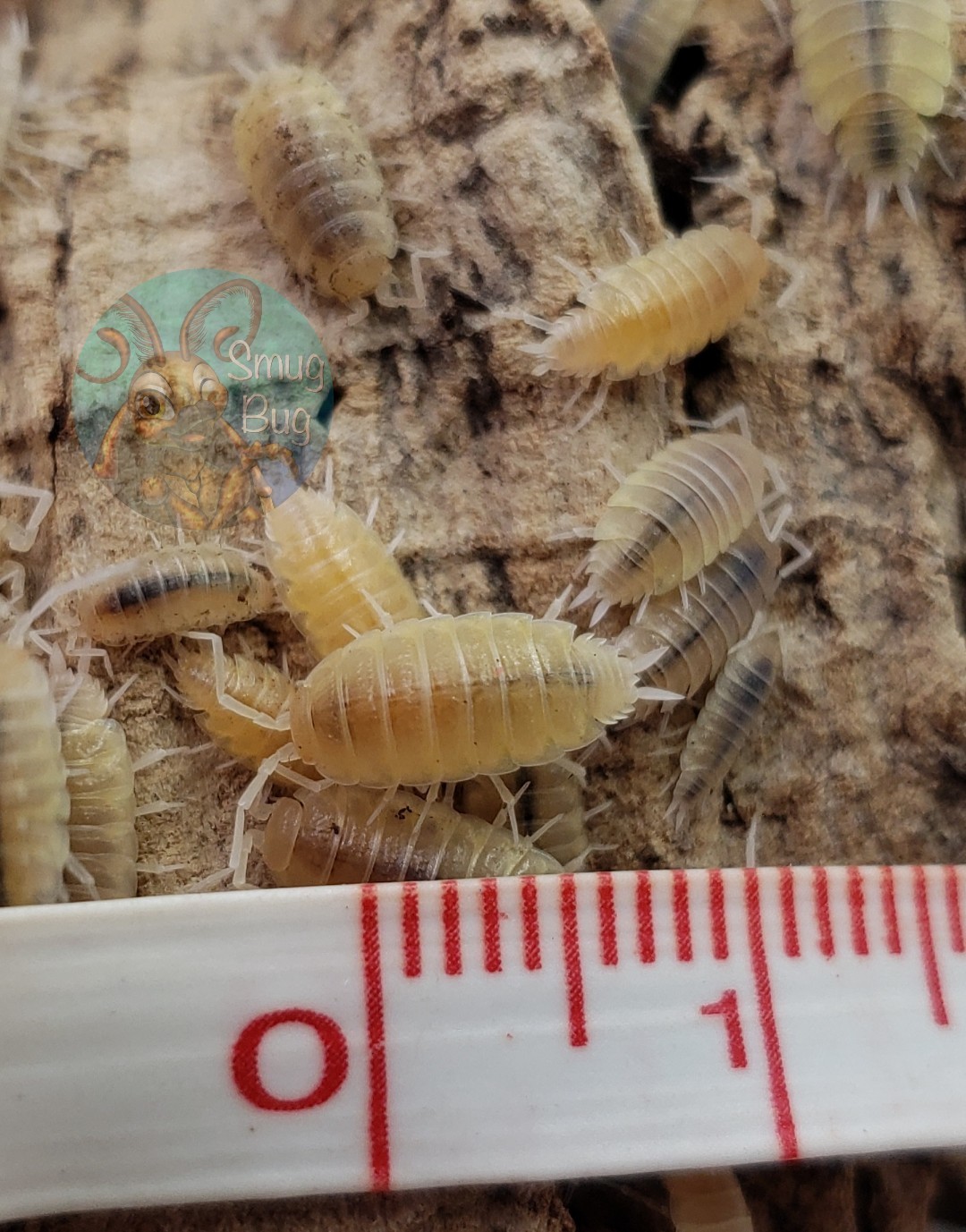 Porcellionides pruinosus &quot;White out&quot;