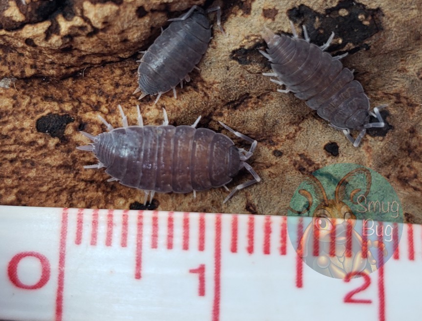 Porcellionides pruinosus &quot;Powder blue&quot;