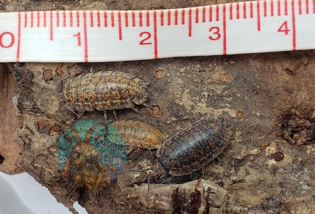Trachelipus rathkii &quot;Rathki&#39;s woodlouse&quot;