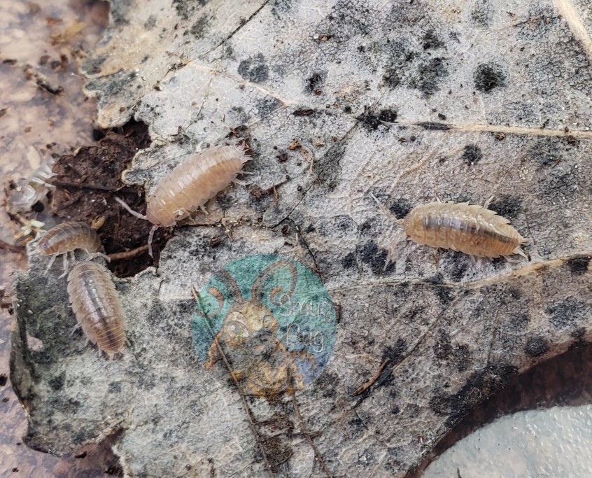 Niambia capensis &quot;African cape isopod&quot;