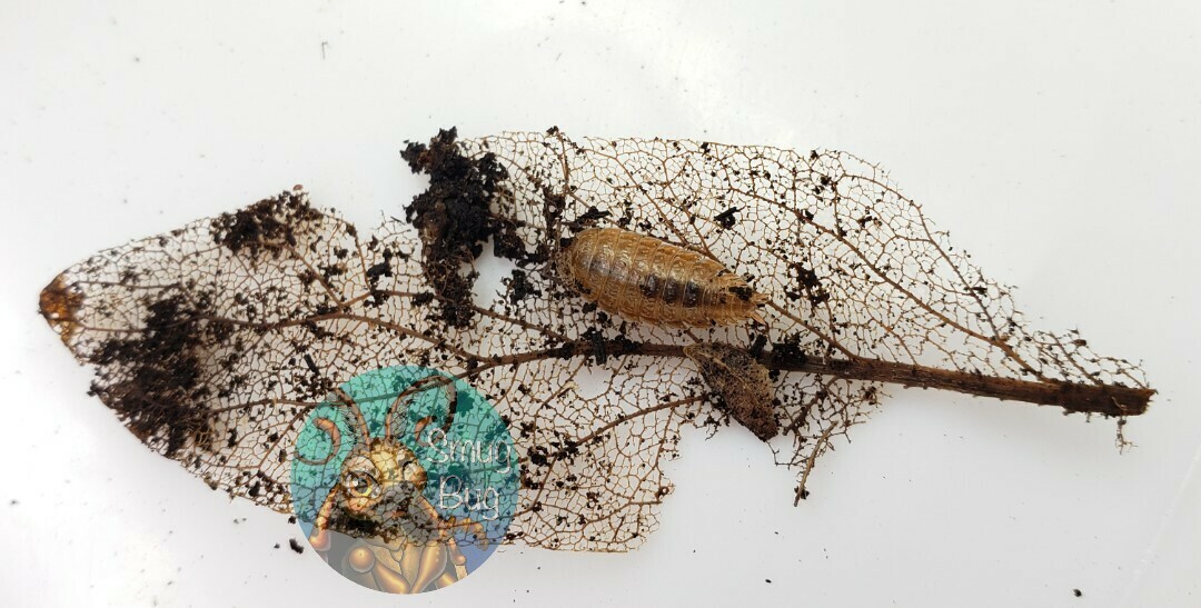 Porcellionides virgatus &quot;Florida&quot;