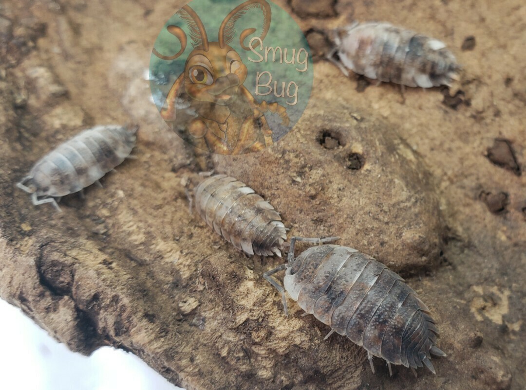 Porcellio scaber &quot;Koi&quot;
