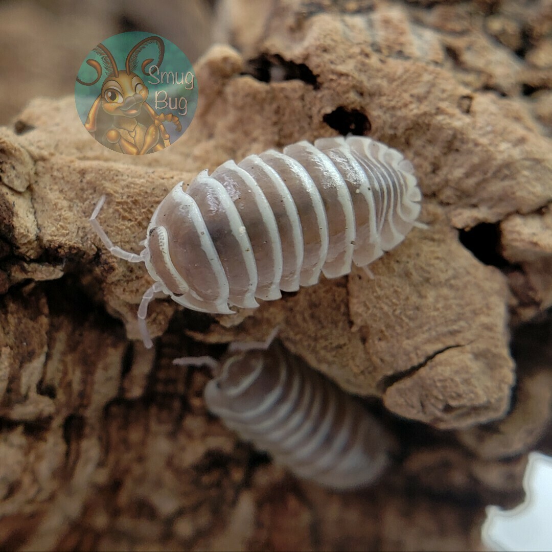 Armadillidium maculatum &quot;champagne&quot;