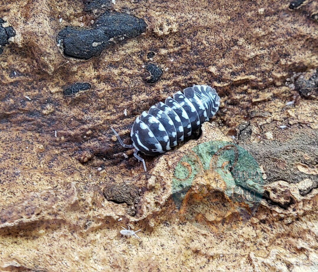Armadillidium maculatum &quot;spot&quot;