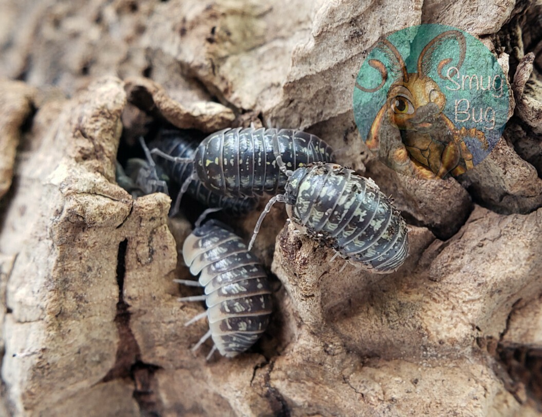 Armadillidium versicolor &quot;Ceska&quot;