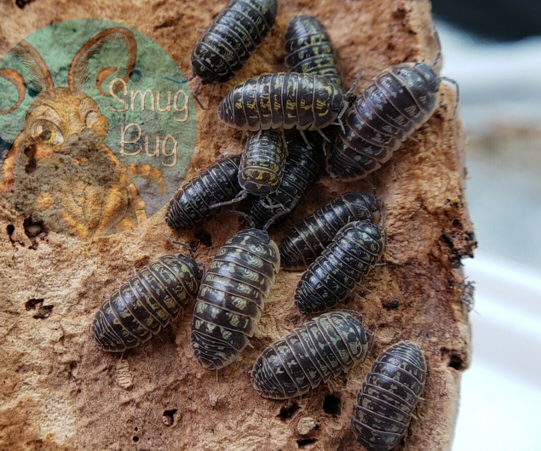 Armadillidium versicolor &quot;Polska&quot;