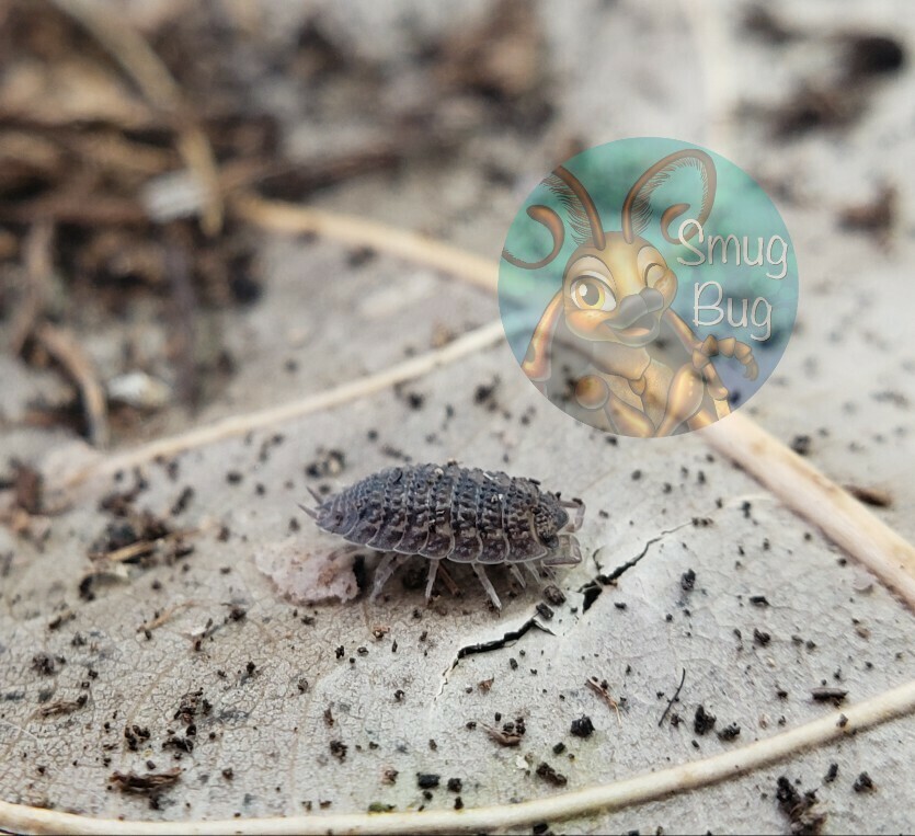 Porcellio sp. &quot;Spiky Canare&quot;