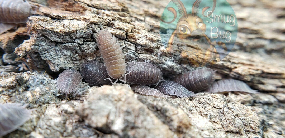 Porcellio incanus