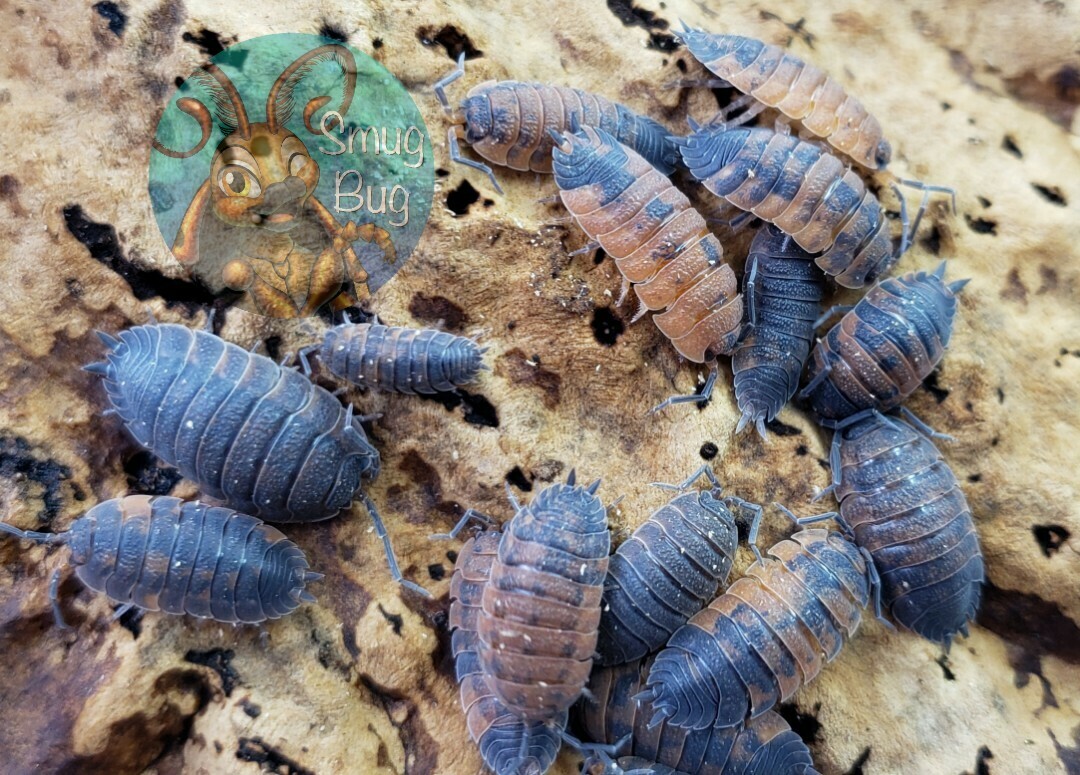 Porcellio scaber &quot;Lava&quot;
