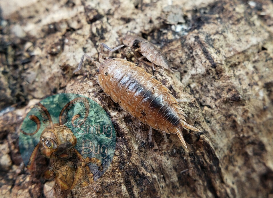 Porcellionides virgatus