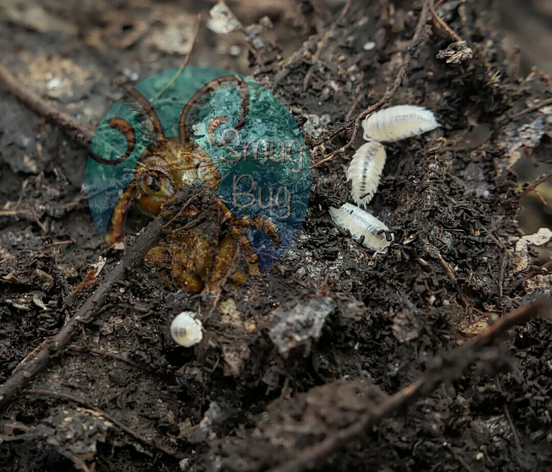 Trichorhina sp. &quot;Key Largo&quot;