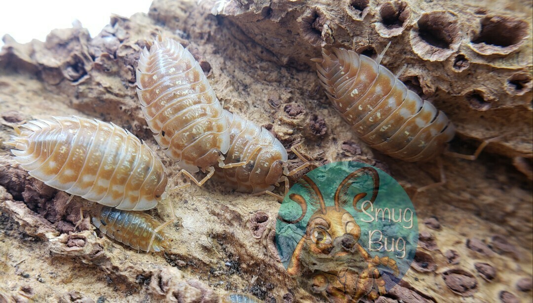 Oniscus asellus &quot;Maple Orange, B.C. Canada&quot;