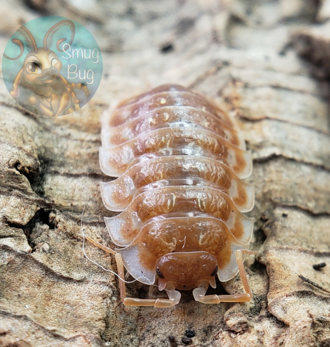 Oniscus asellus "Maple Orange, B.C. Canada"
