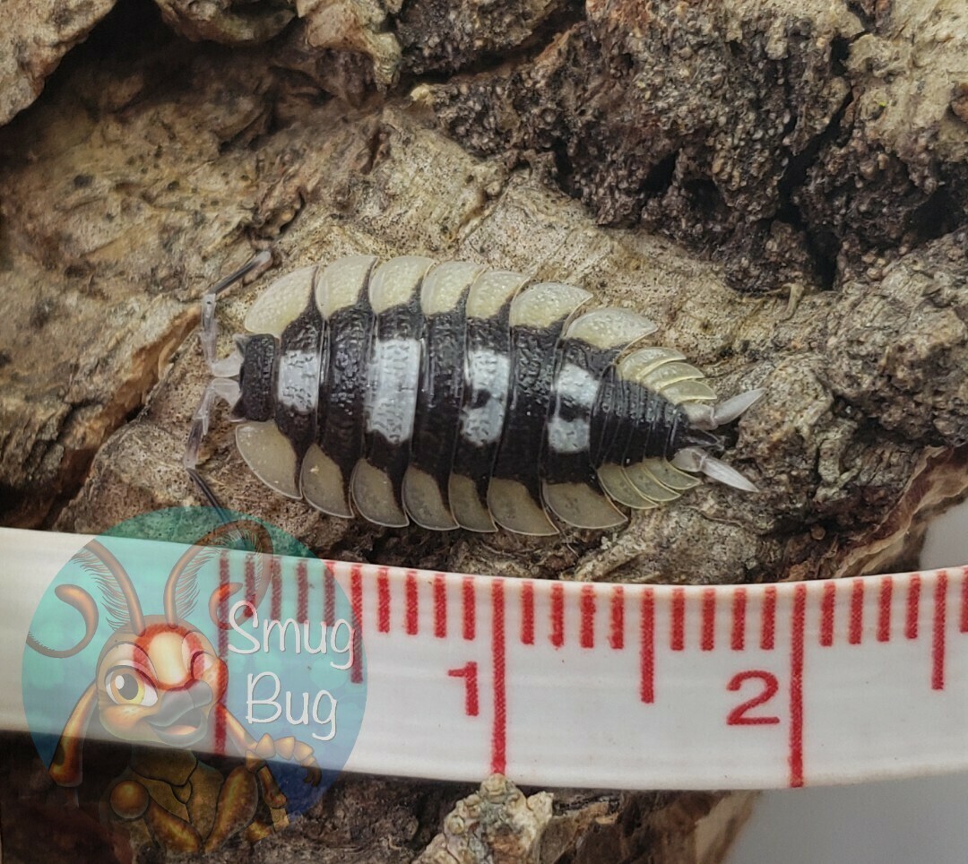 Porcellio expansus "White Skirt"