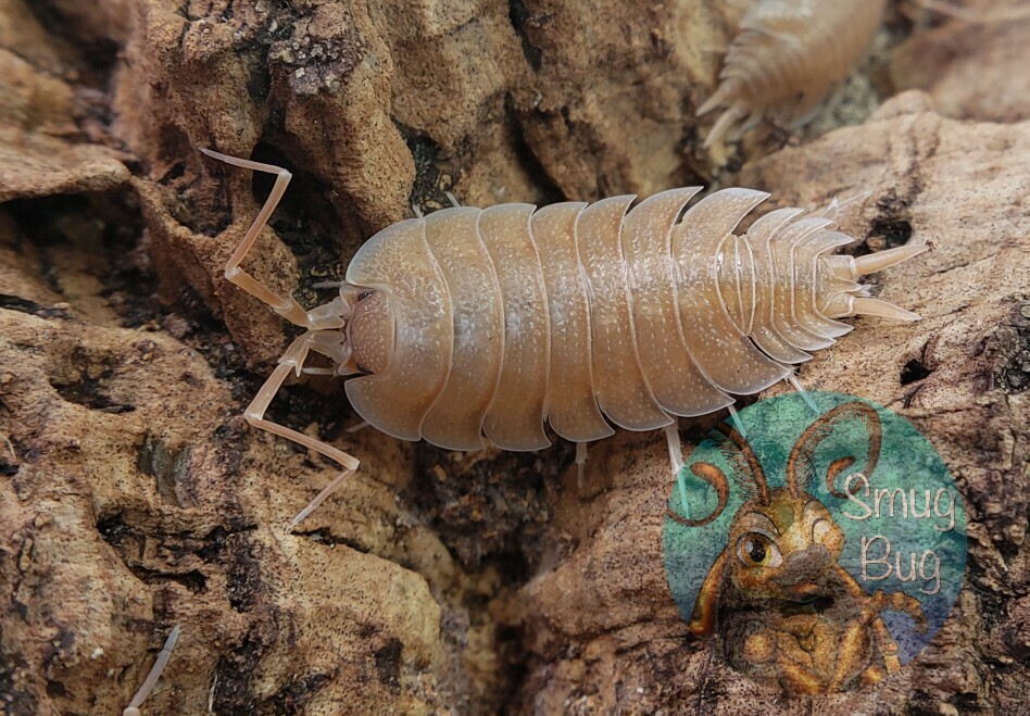 Porcellio nickelsi