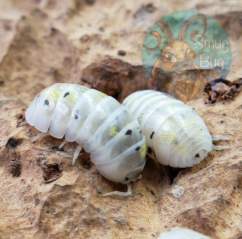 Armadillidium vulgare &quot;Japanese magic potion&quot;