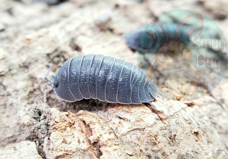 Armadillidium c.f. pallasii (formerly frontisotre) "Croatian Giant" AFTER SHOW SALE