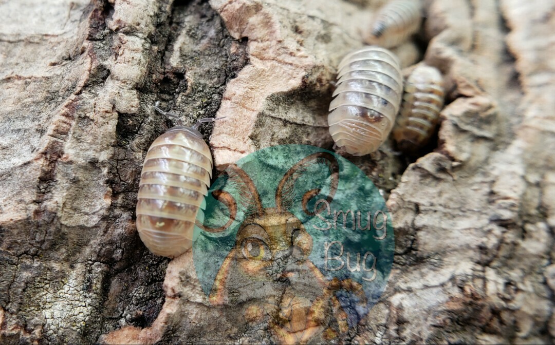 Armadillidium vulgare &quot;High yellow&quot;