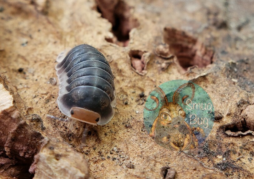 Cubaris sp. &quot;Pak Chong&quot;