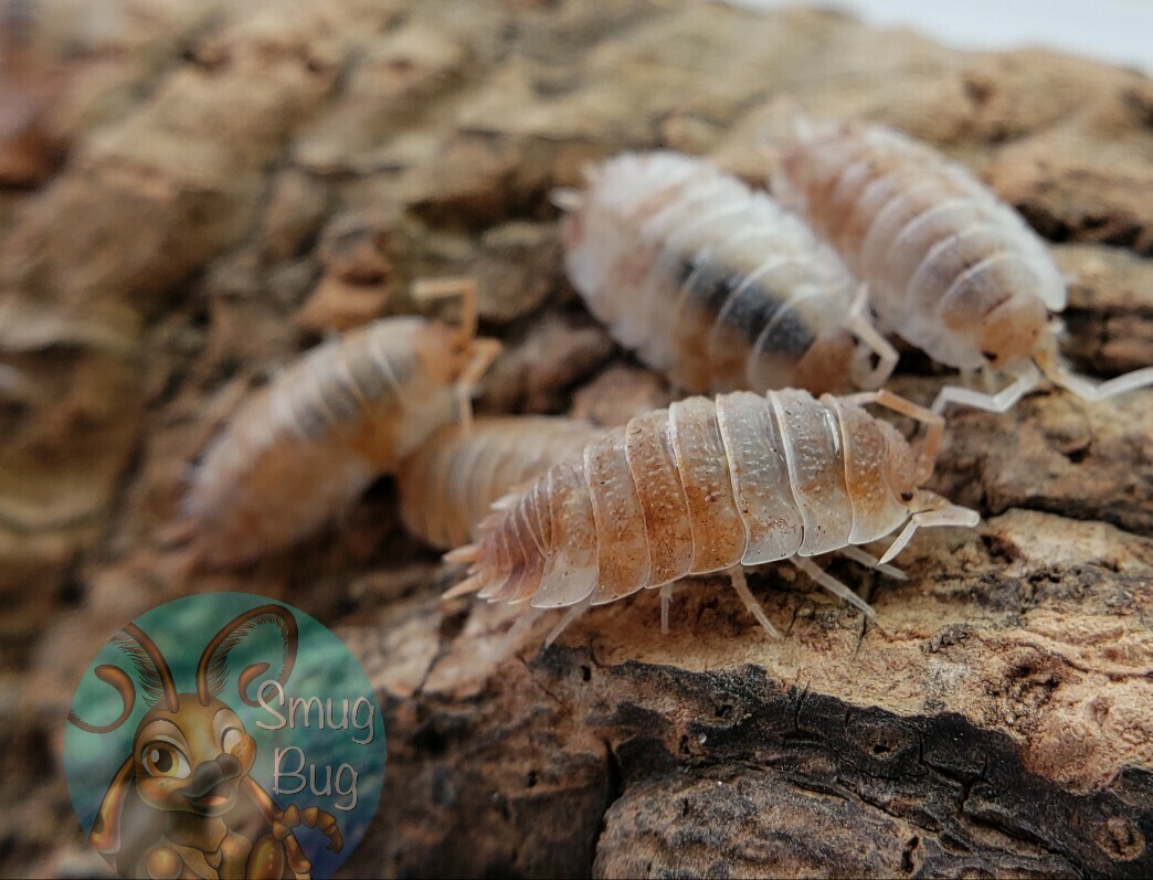 Porcellio scaber &quot;Orange koi&quot;