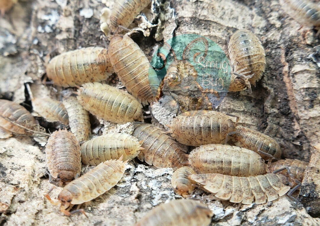 Porcellio scaber &quot;Lemonade&quot;