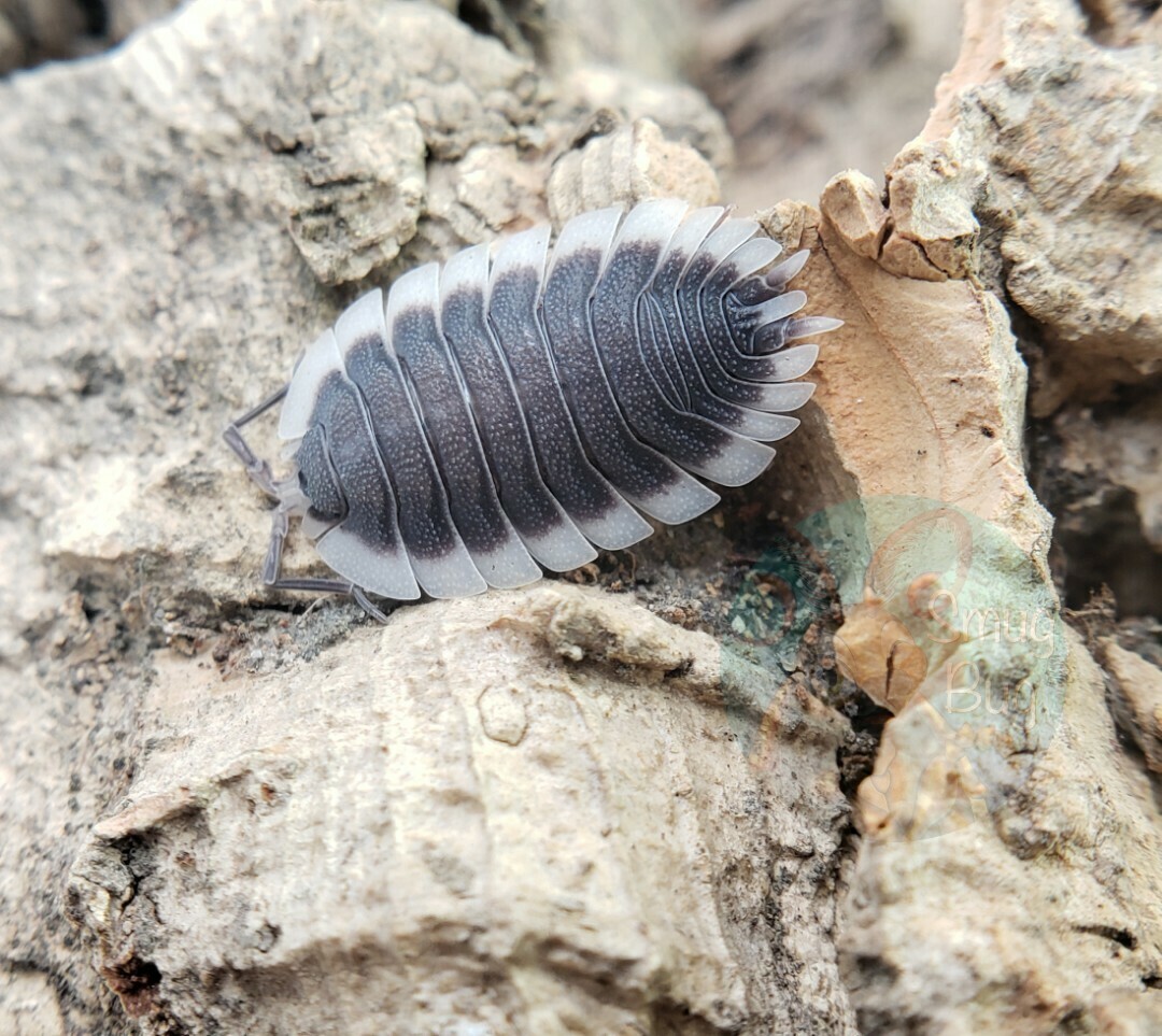 Porcellio werneri "The Greek Shield Isopod"