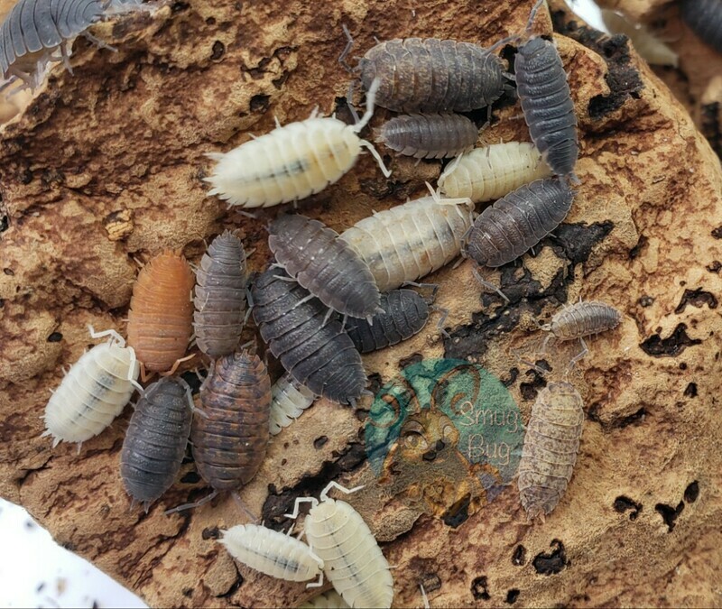 All Isopods