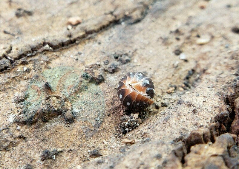 Armadillidium