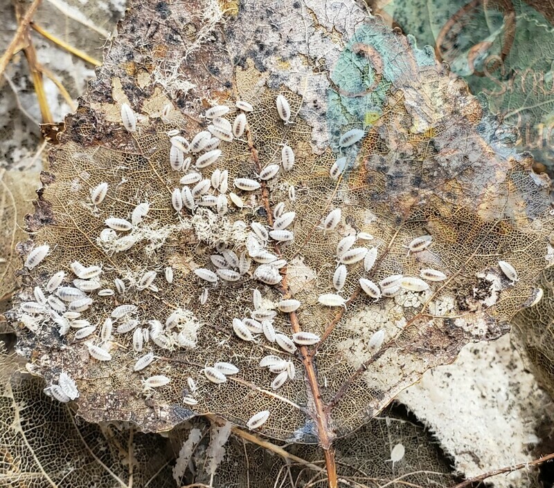 Dwarf isopods