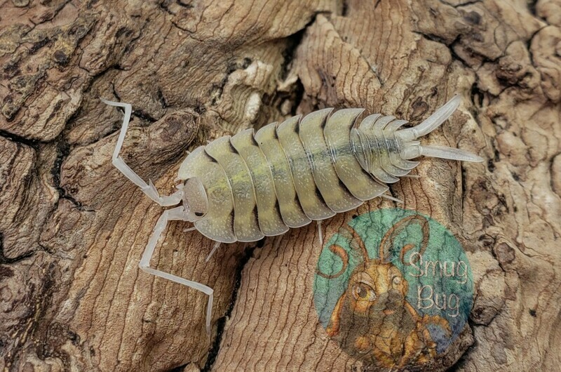 Giant Porcellio